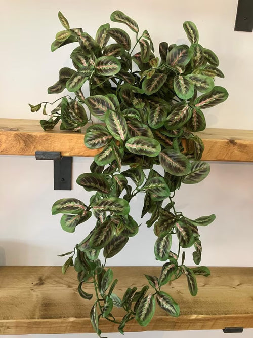 Artificial Maranta